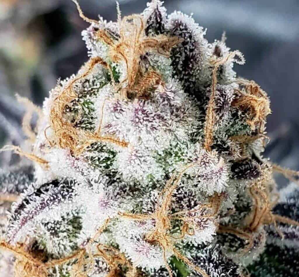 Pack molécules (Porn star/Master kush/jealousy)